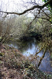 South Channel of the River Lee, The Gearagh, near Macroom, Co. Cork. Photograph: Anthony Beese.
